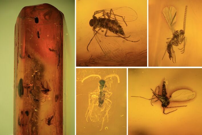 Several Fossil Flies (Diptera) In Baltic Amber #105529